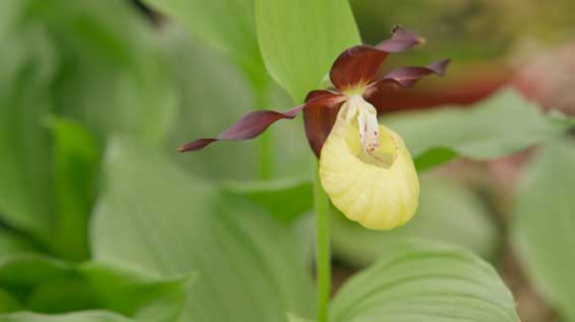 1_wilde-Orchideen wilde orchidee