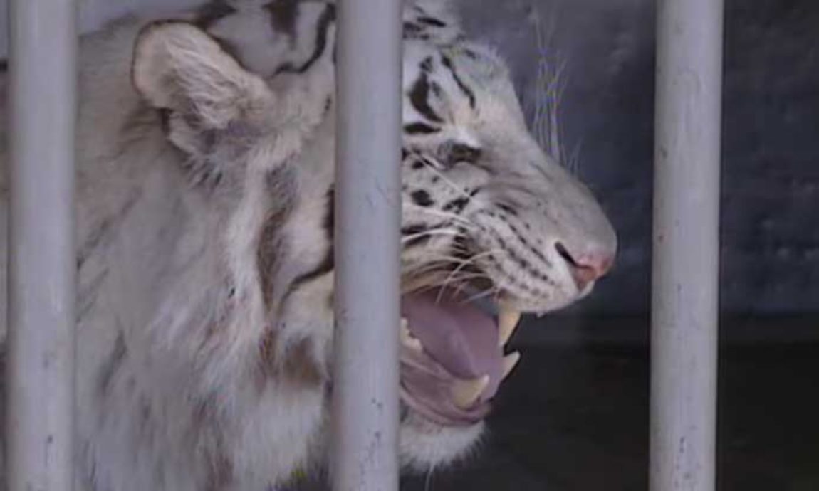 19_von-weissen-Tigern
