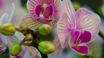 7_Orchideen