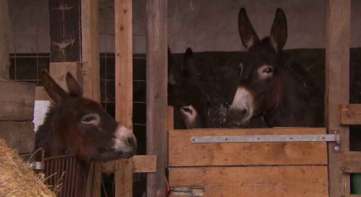 83_Smart-Donkeys